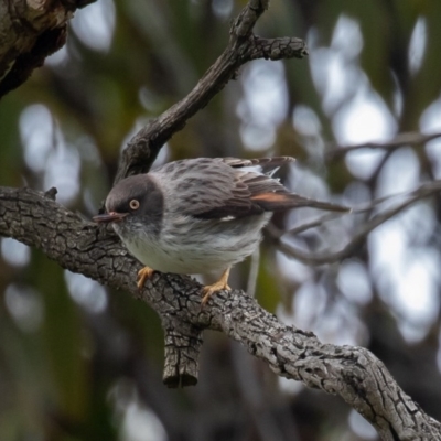 Daphoenositta chrysoptera (Varied Sittella) at Majura, ACT - 9 Oct 2020 by rawshorty