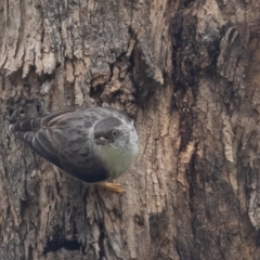 Daphoenositta chrysoptera at Majura, ACT - 9 Oct 2020