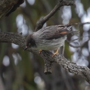 Daphoenositta chrysoptera at Majura, ACT - 9 Oct 2020