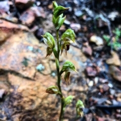 Oligochaetochilus aciculiformis (Needle-point rustyhood) at Downer, ACT - 7 Oct 2020 by Rebeccaryanactgov