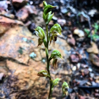 Oligochaetochilus aciculiformis (Needle-point rustyhood) at Downer, ACT - 6 Oct 2020 by Rebeccaryanactgov