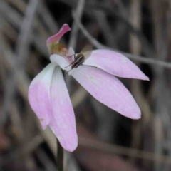 Caladenia fuscata (Dusky Fingers) at O'Connor, ACT - 9 Oct 2020 by ConBoekel