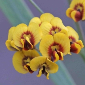 Daviesia mimosoides at O'Connor, ACT - 9 Oct 2020