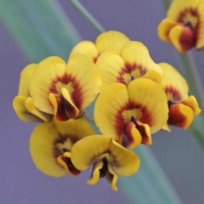 Daviesia mimosoides (Bitter Pea) at O'Connor, ACT - 8 Oct 2020 by ConBoekel