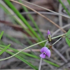 Glycine clandestina (Twining Glycine) at O'Connor, ACT - 8 Oct 2020 by ConBoekel