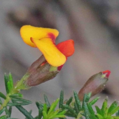 Dillwynia phylicoides (A Parrot-pea) at O'Connor, ACT - 9 Oct 2020 by ConBoekel