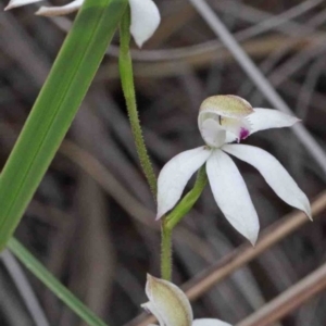 Caladenia moschata at O'Connor, ACT - suppressed