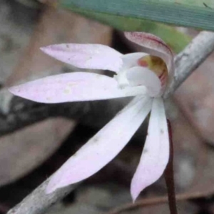 Caladenia fuscata at O'Connor, ACT - suppressed