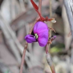 Hardenbergia violacea (False Sarsaparilla) at O'Connor, ACT - 8 Oct 2020 by ConBoekel