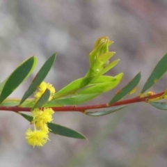 Acacia buxifolia subsp. buxifolia (Box-leaf Wattle) at O'Connor, ACT - 9 Oct 2020 by ConBoekel