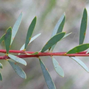 Acacia buxifolia subsp. buxifolia at O'Connor, ACT - 9 Oct 2020