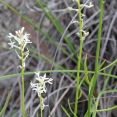 Stackhousia monogyna (Creamy Candles) at O'Connor, ACT - 9 Oct 2020 by ConBoekel