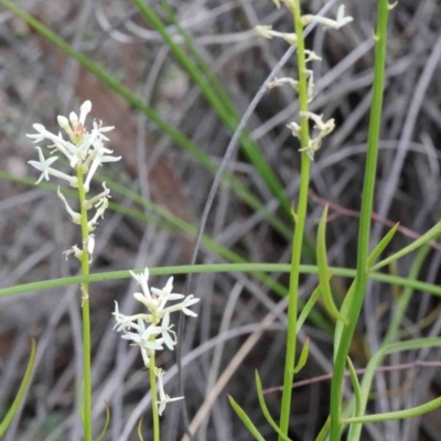 Stackhousia monogyna (Creamy Candles) at O'Connor, ACT - 9 Oct 2020 by ConBoekel