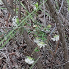 Pimelea linifolia subsp. linifolia at O'Connor, ACT - 9 Oct 2020 11:00 AM