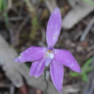 Glossodia major at O'Connor, ACT - 9 Oct 2020