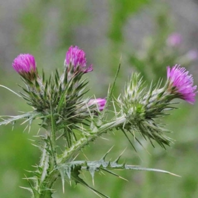 Carduus tenuiflorus (Winged Slender Thistle) at Acton, ACT - 9 Oct 2020 by ConBoekel