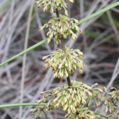 Lomandra multiflora (Many-flowered Matrush) at O'Connor, ACT - 8 Oct 2020 by ConBoekel