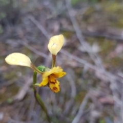 Diuris nigromontana (Black Mountain Leopard Orchid) - 1 Jan 1900 by jpittock