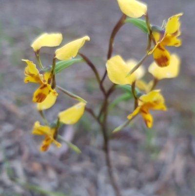 Diuris nigromontana (Black Mountain Leopard Orchid) at Point 114 - 8 Oct 2020 by jpittock