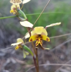 Diuris nigromontana (Black Mountain Leopard Orchid) at O'Connor, ACT - 8 Oct 2020 by jpittock