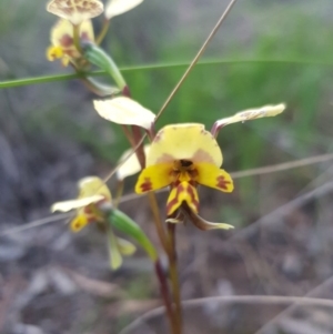 Diuris nigromontana at O'Connor, ACT - suppressed