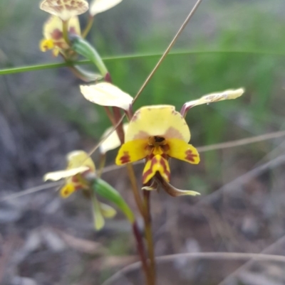 Diuris nigromontana (Black Mountain Leopard Orchid) - 1 Jan 1900 by jpittock
