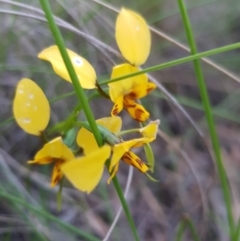 Diuris nigromontana (Black Mountain Leopard Orchid) at Point 114 - 8 Oct 2020 by jpittock