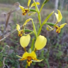 Diuris nigromontana (Black Mountain Leopard Orchid) - 1 Jan 1900 by jpittock
