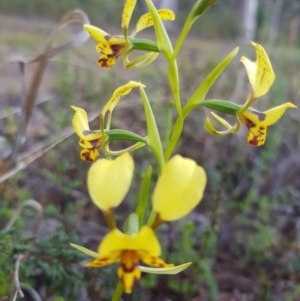 Diuris nigromontana at O'Connor, ACT - suppressed