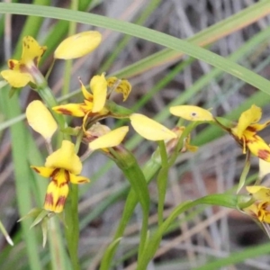 Diuris nigromontana at O'Connor, ACT - suppressed