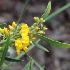 Daviesia mimosoides subsp. mimosoides at O'Connor, ACT - 9 Oct 2020 by ConBoekel