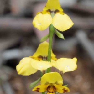 Diuris nigromontana at O'Connor, ACT - suppressed