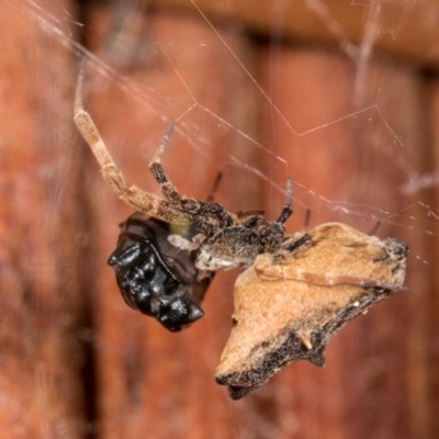 Uloboridae (family) (Unidentified venomless spider) at Melba, ACT - 3 Oct 2020 by kasiaaus