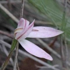 Caladenia sp. (A Caladenia) at O'Connor, ACT - 9 Oct 2020 by ConBoekel