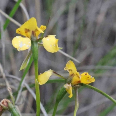 Diuris nigromontana (Black Mountain Leopard Orchid) at O'Connor, ACT - 9 Oct 2020 by ConBoekel