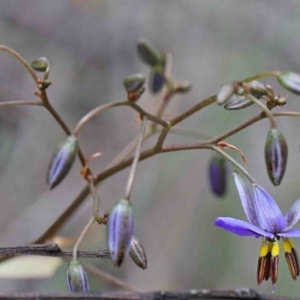 Dianella revoluta var. revoluta at O'Connor, ACT - 9 Oct 2020 11:19 AM