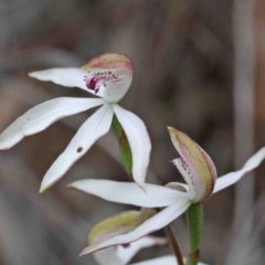 Caladenia moschata (Musky Caps) at Acton, ACT - 9 Oct 2020 by ConBoekel