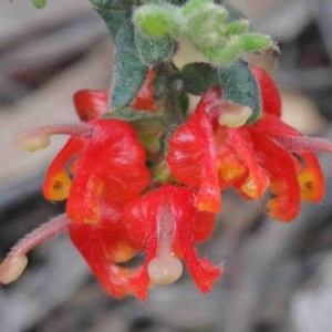 Grevillea alpina at Acton, ACT - 9 Oct 2020