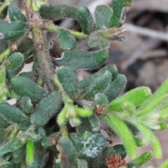 Grevillea alpina at Acton, ACT - 9 Oct 2020 11:29 AM