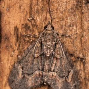 Microdes undescribed species at Paddys River, ACT - 18 May 2018