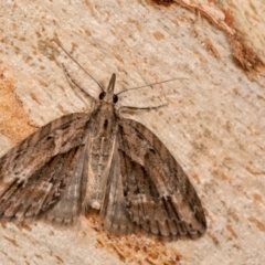 Microdes undescribed species (A Geometer moth) at Paddys River, ACT - 11 Nov 2018 by kasiaaus