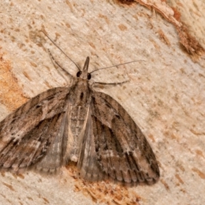 Microdes undescribed species at Paddys River, ACT - 11 Nov 2018