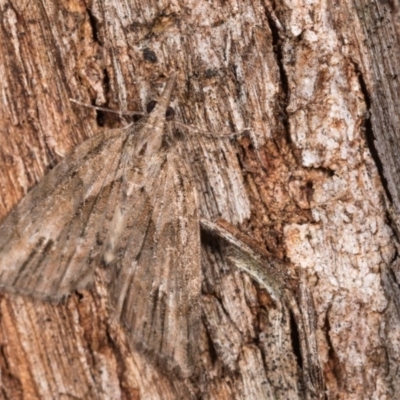 Microdes undescribed species (A Geometer moth) at Paddys River, ACT - 11 Nov 2018 by kasiaaus