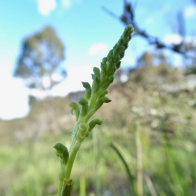 Microtis parviflora (Slender Onion Orchid) at Rugosa - 8 Oct 2020 by SenexRugosus