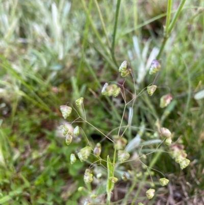 Briza minor (Shivery Grass) at Deakin, ACT - 9 Oct 2020 by KL