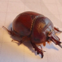 Elephastomus sp. (genus) (Unidentified Elephastomus scarab) at Yass River, NSW - 9 Oct 2020 by SenexRugosus