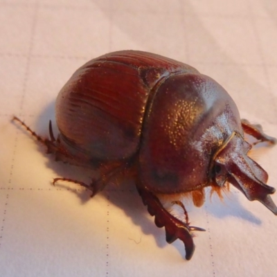 Elephastomus sp. (genus) (Unidentified Elephastomus scarab) at Yass River, NSW - 8 Oct 2020 by SenexRugosus