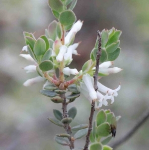 Brachyloma daphnoides at Acton, ACT - 9 Oct 2020