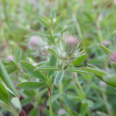 Trifolium arvense var. arvense (Haresfoot Clover) at Yass River, NSW - 9 Oct 2020 by SenexRugosus