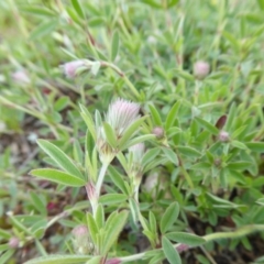 Trifolium arvense var. arvense at Yass River, NSW - 9 Oct 2020